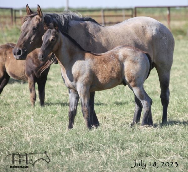 Wyo Bones MA's 2023 Roan Colt